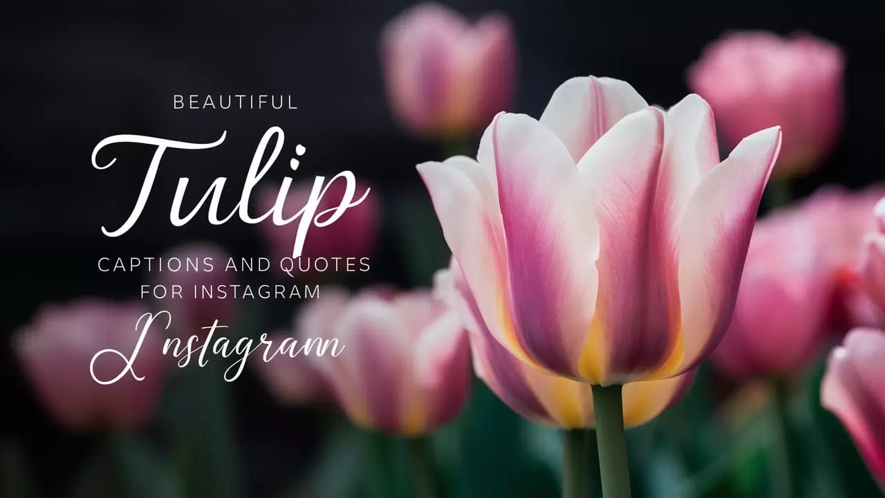 Beautiful Tulip Captions And Quotes For Instagram